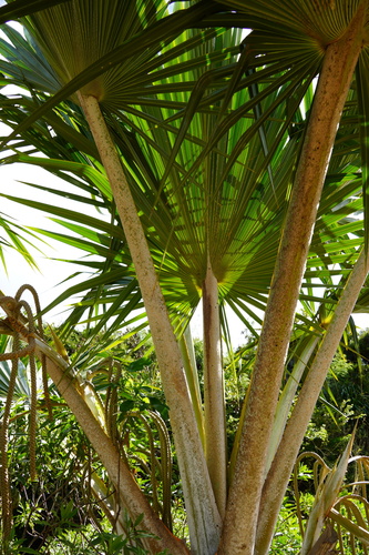 yellow latan palm (Latania verschaffeltii)