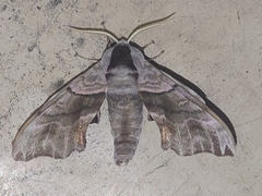 Smerinthus caecus