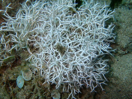 Liagora ceranoides observed 2022-07-20