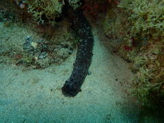 Holothuria mammata