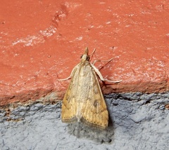 Udea ferrugalis