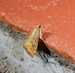 Udea ferrugalis