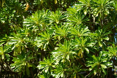 Mathurina penduliflora