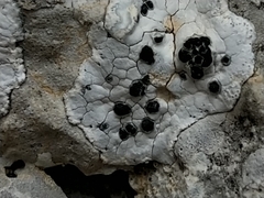 Solenopsora candicans