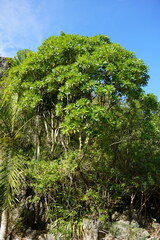 Mathurina penduliflora