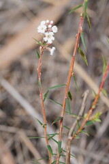 Leucopogon collinus