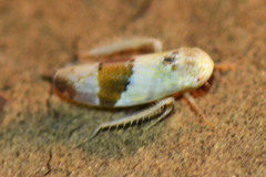 Norvellina seminuda
