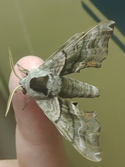 Smerinthus caecus