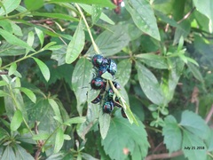 Poecilocoris splendidulus