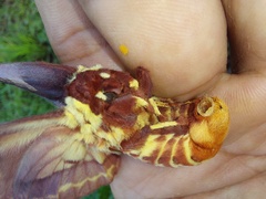 Citheronia phoronea