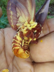 Citheronia phoronea