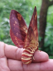 Citheronia phoronea