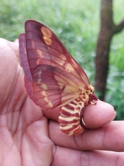 Citheronia phoronea