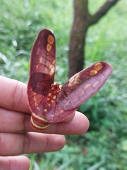 Citheronia phoronea
