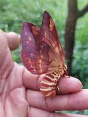 Citheronia phoronea