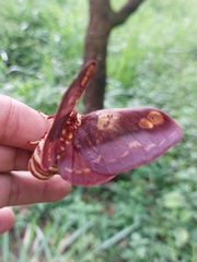 Citheronia phoronea