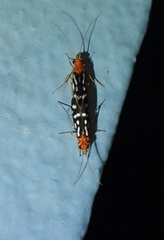 Chimarra albomaculata