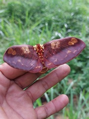 Citheronia phoronea