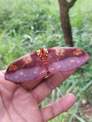Citheronia phoronea