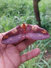 Citheronia phoronea
