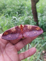 Citheronia phoronea