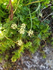 Lomatium martindalei