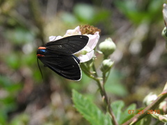 Ctenucha multifaria