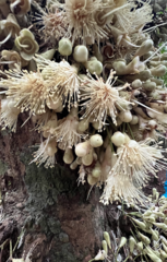 Syzygium cormiflorum