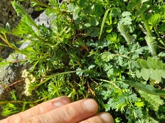 Lomatium martindalei