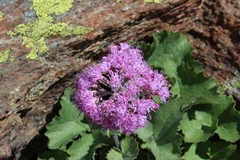 Adenostyles leucophylla