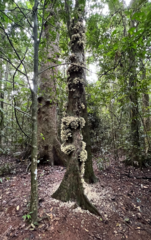 Syzygium cormiflorum