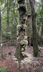 Syzygium cormiflorum