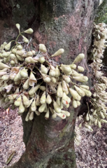 Syzygium cormiflorum