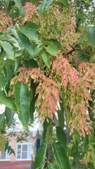 Ailanthus altissima
