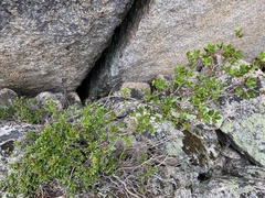 Rhododendron adamsii