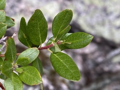 Rhododendron adamsii