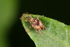 Nanophyes marmoratus