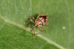 Nanophyes marmoratus