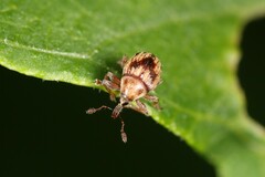 Nanophyes marmoratus