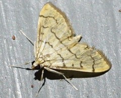 Blepharomastix ranalis
