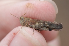 Lactista gibbosus