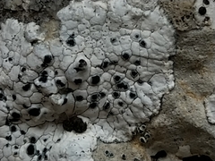 Solenopsora candicans