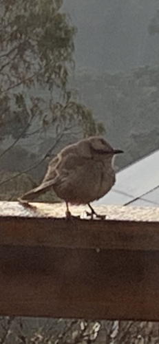 Chalk-browed Mockingbird
