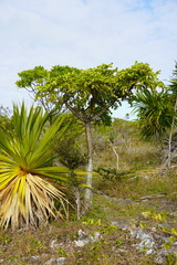 Polyscias rodriguesiana