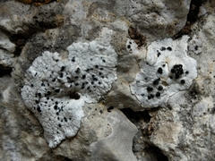 Solenopsora candicans