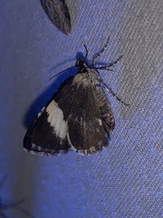 Trichodezia albovittata