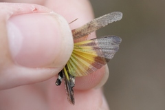 Lactista gibbosus