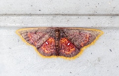 Chrysocraspeda sanguinea