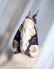 Formofentonia orbifer