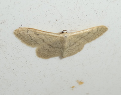 Idaea deversaria